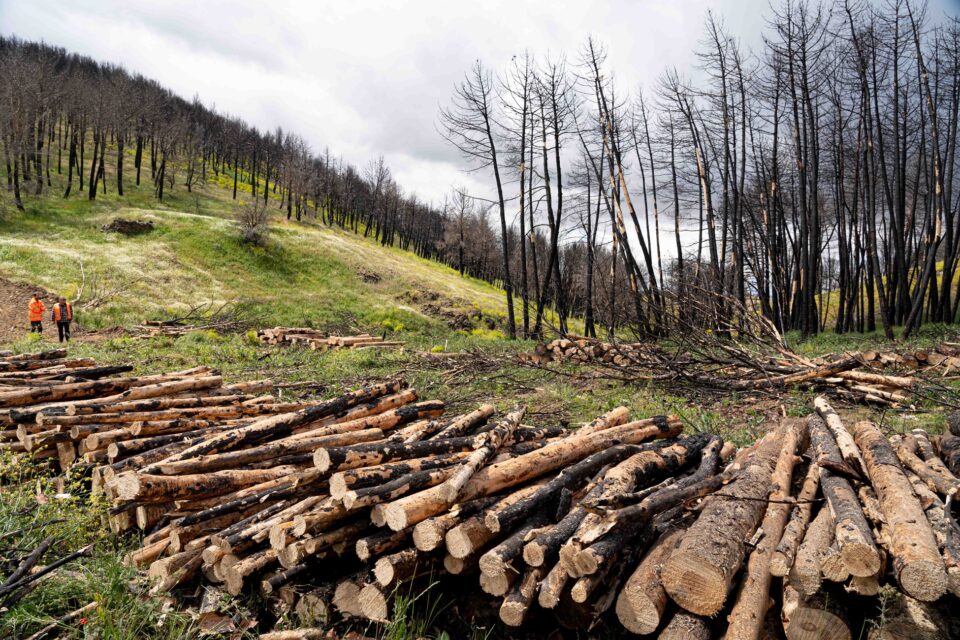 Trabajos de recuperación y regeneración forestal llevados a cabo por Veolia Biomasa