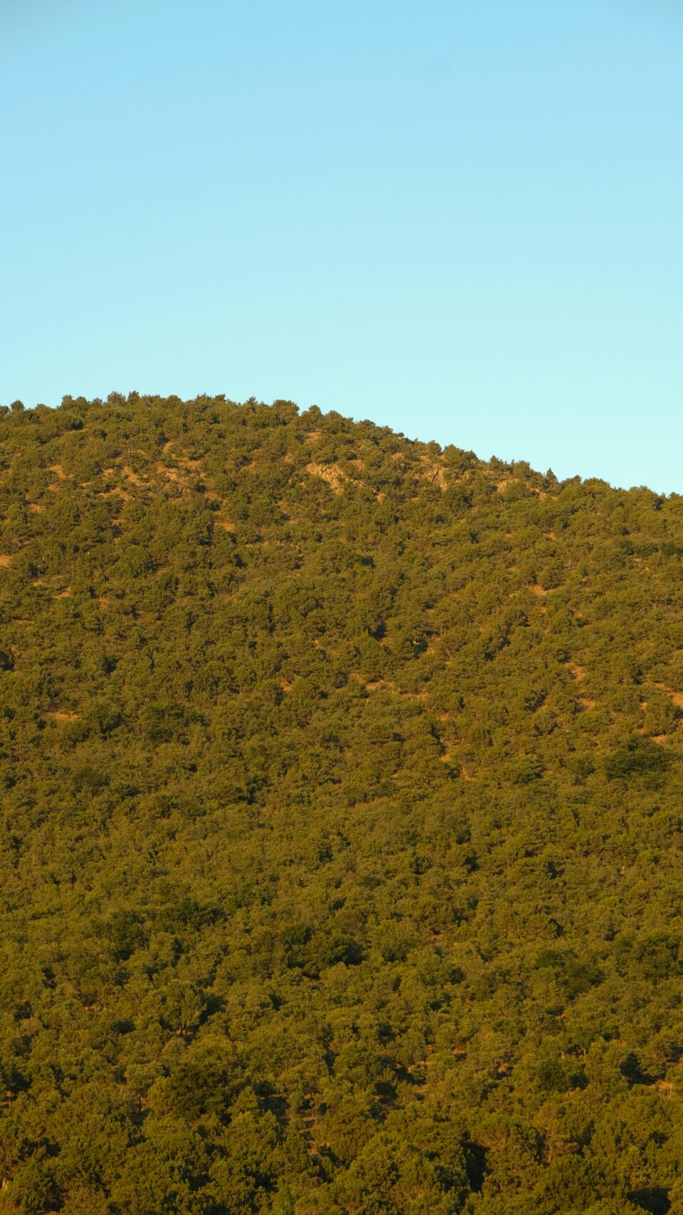 Foto de Nesibe Kıdıl