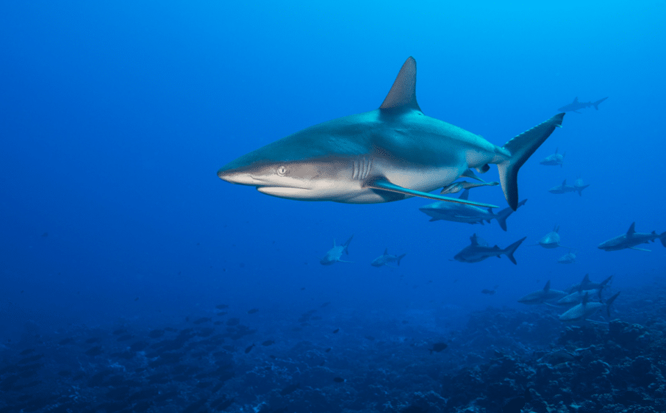 tiburones